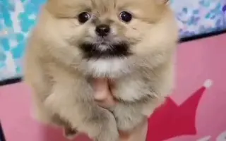 黄色博美 搜索结果 哔哩哔哩 Bilibili