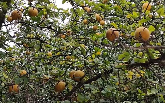 [图]【植物科普】枳：芸香科柑橘属植物。