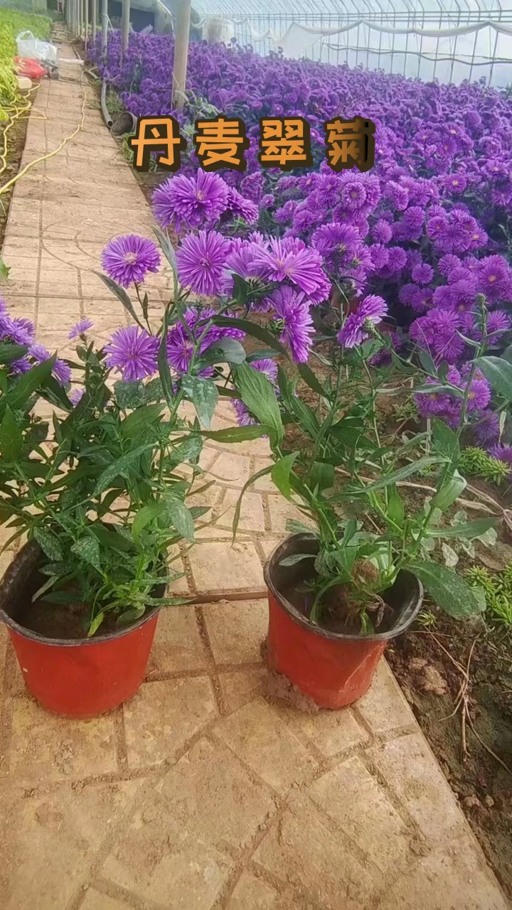 丹麦翠菊#丹麦翠菊小苗#丹麦翠菊产地 #丹麦翠菊 #山东丹麦翠菊 #山东