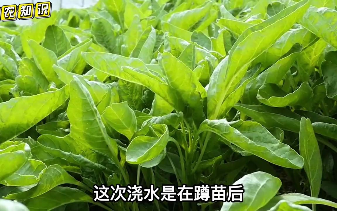 栽培蔬菜浇水有说道,尤其是这4遍水,决定了蔬菜的整个长势哔哩哔哩bilibili