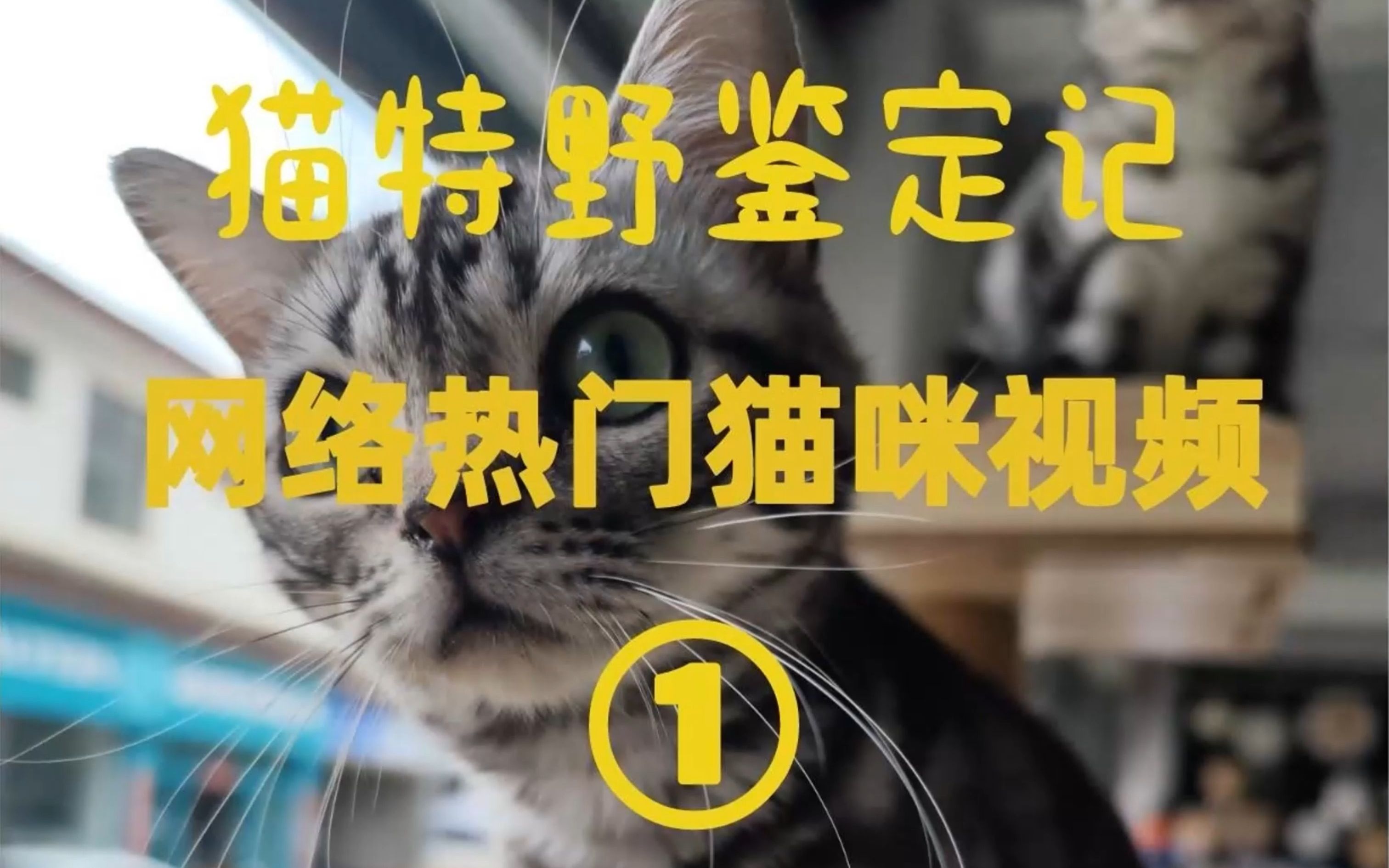 鉴定网络热门猫咪视频1哔哩哔哩bilibili