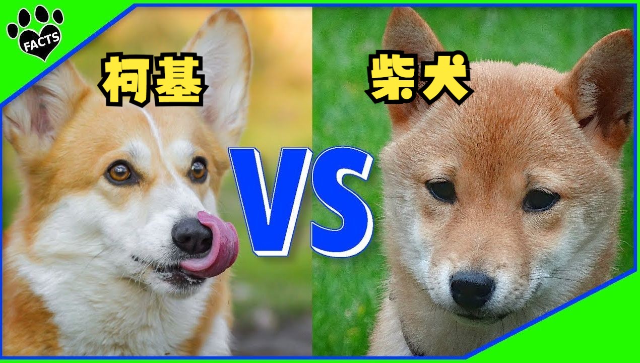 【柯基】柴犬VS柯基,哪一个更好哔哩哔哩bilibili