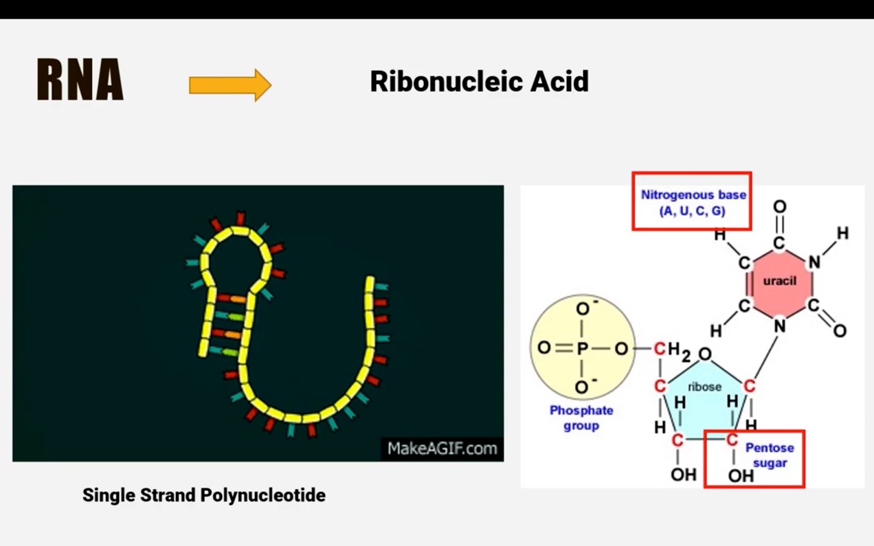 Structure, Function and Types of RNA (mRNA, tRNA, rRNA,lncRNA, miRNA, siRNA等哔哩哔哩bilibili