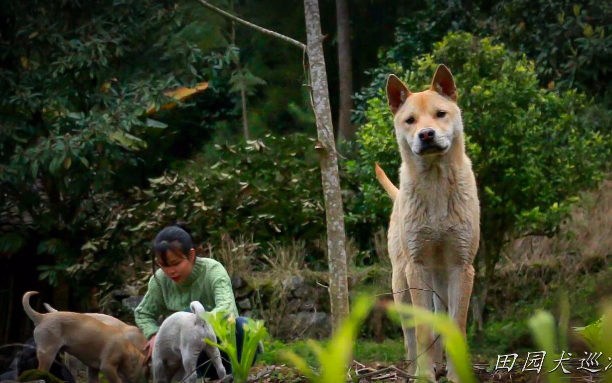 活动  【中华田园犬】每个人的童年都有一只大黄,看