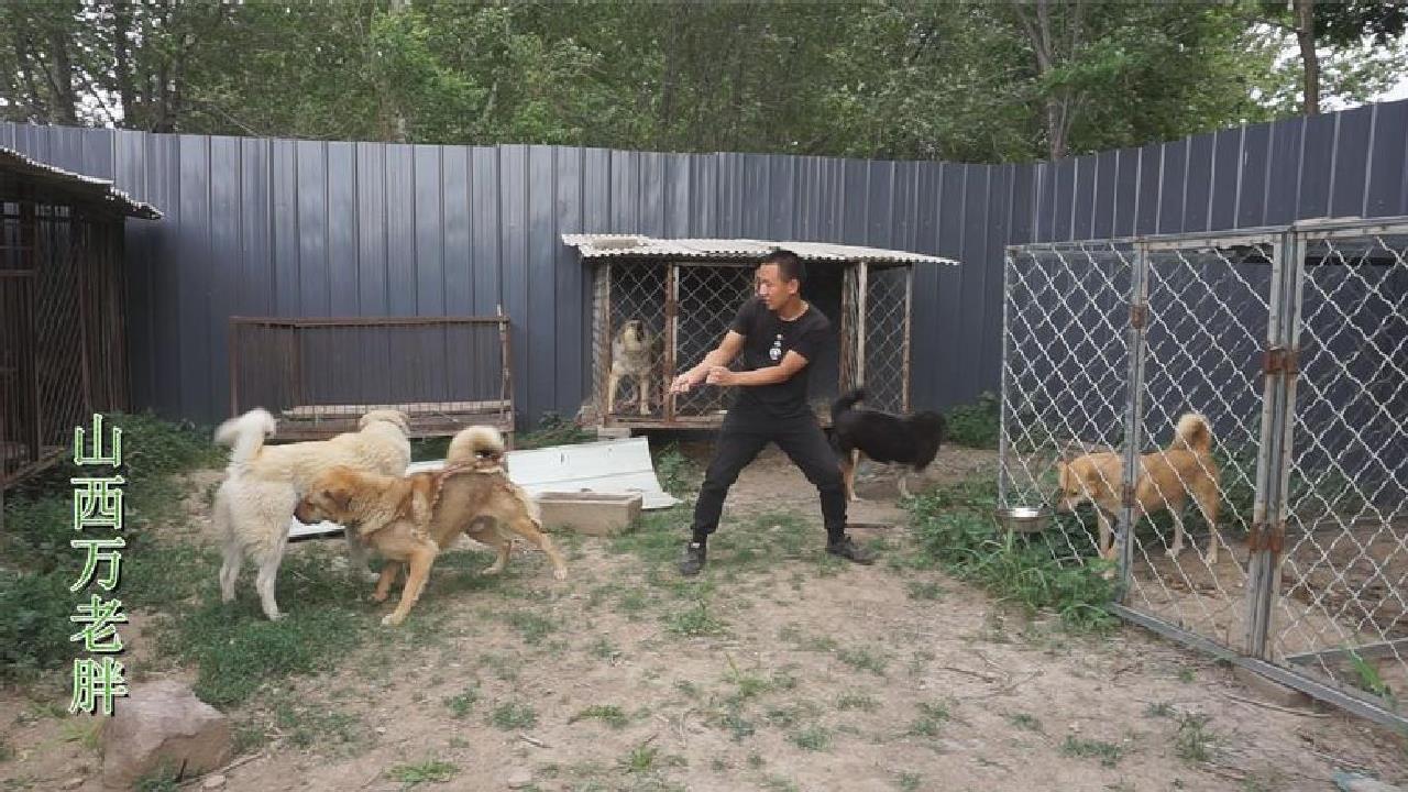 2只成年山西太行犬父子见面,不到100斤的体重,成年人拉着都费劲哔哩哔哩bilibili