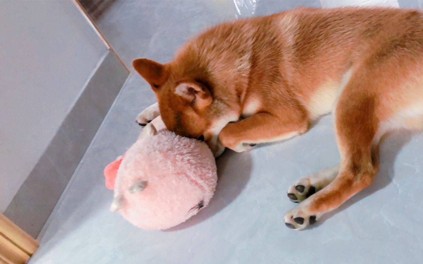 图图:我的生物钟凌晨散步,白天睡觉