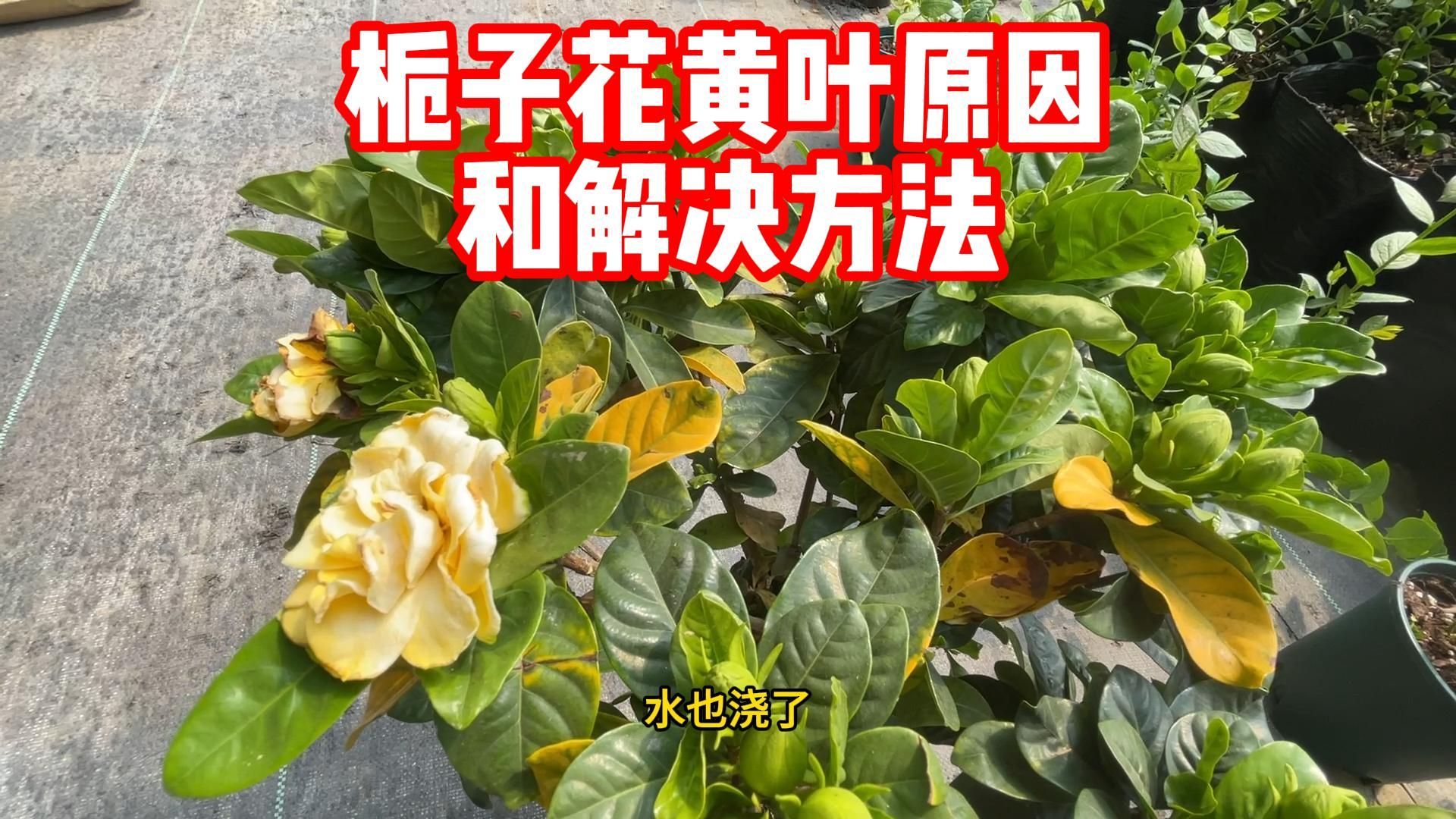 栀子花黄叶原因以及解决方法哔哩哔哩bilibili