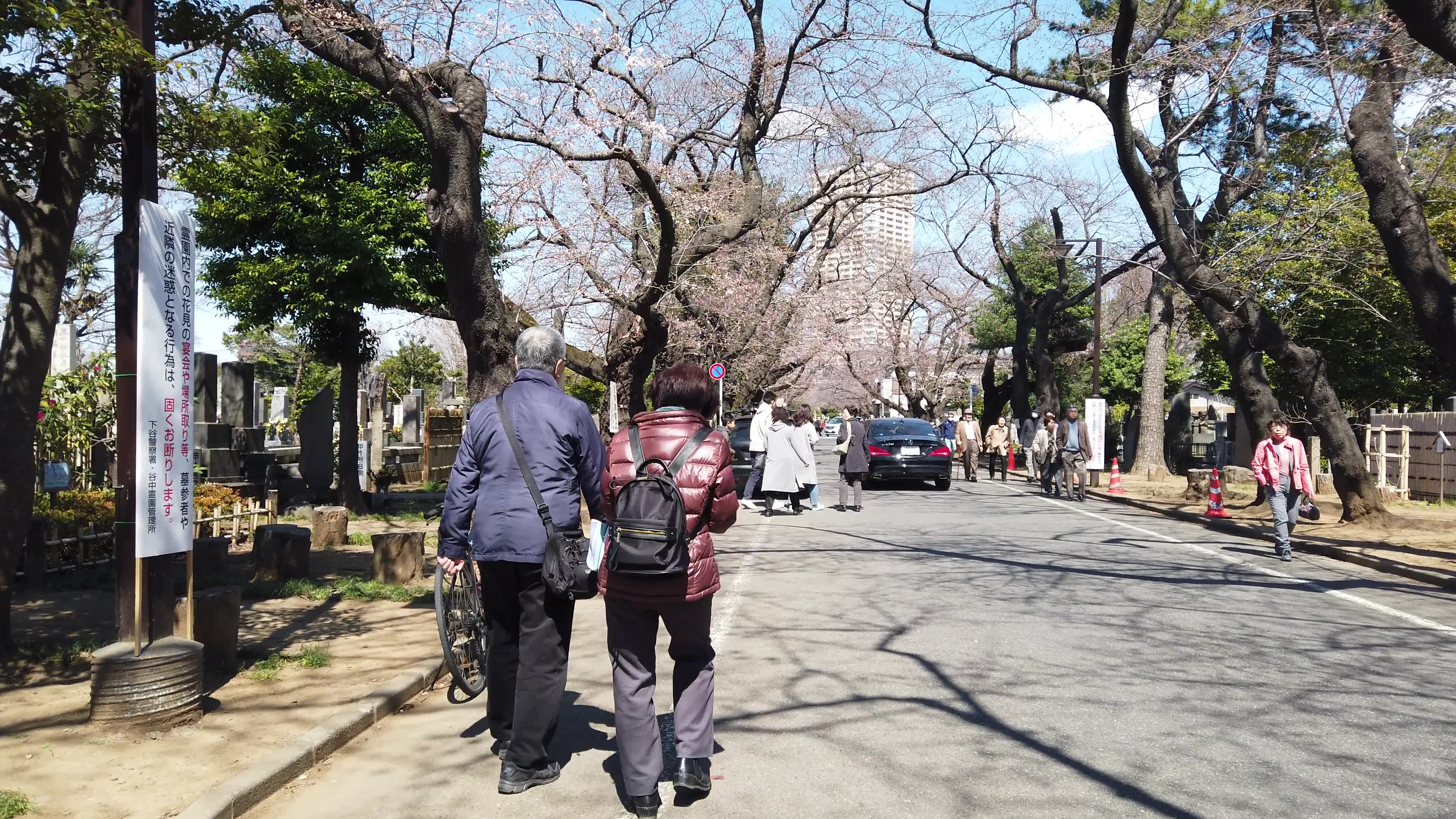 迷失东京:2019日本赏樱之谷中灵园