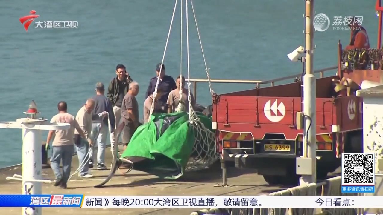 【粤语新闻】香港大屿山搁浅鲸鱼已死亡 海洋公园专家解剖后发现其消化系统内有大型帆布袋哔哩哔哩bilibili