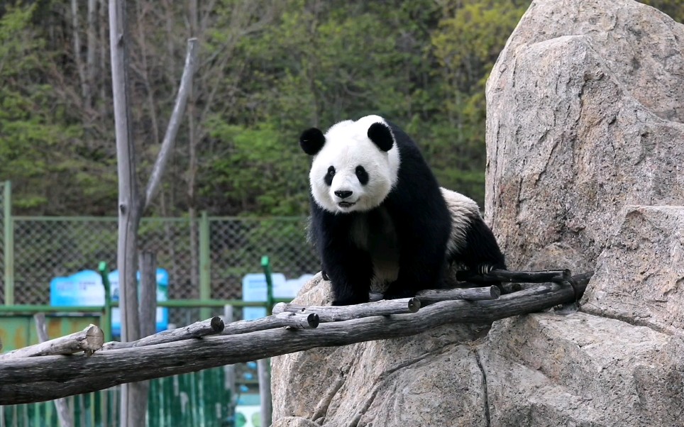 【大熊猫思嘉】这座山头已经被饼饼承包啦_哔哩哔哩_bilibili