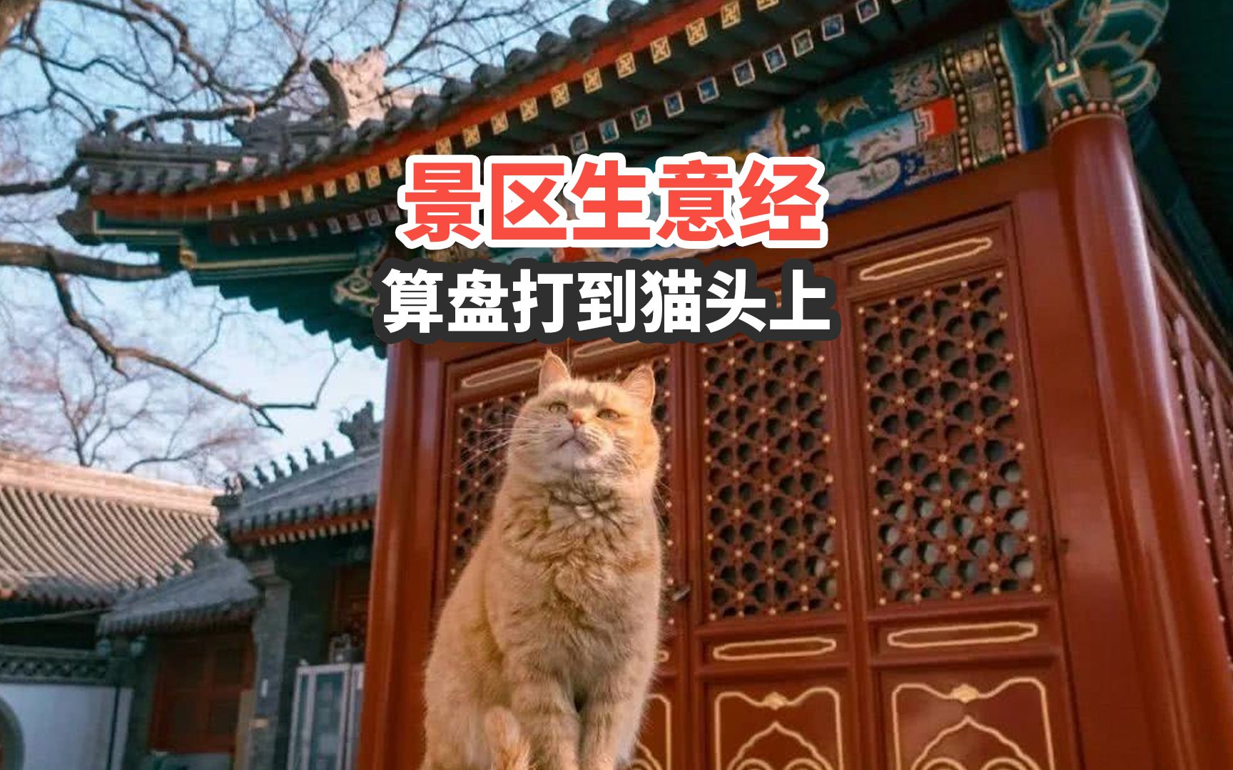 养几只猫猫就能赚钱啦?他们是这样做的!哔哩哔哩bilibili