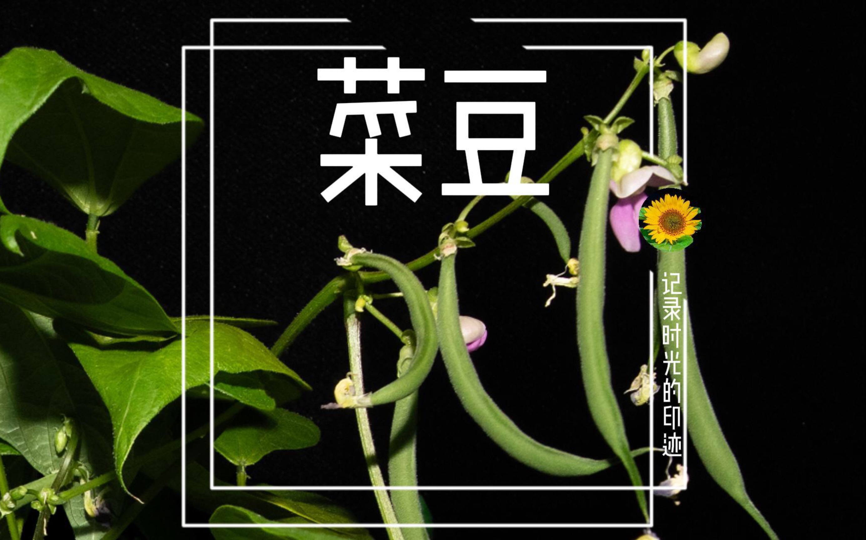 华菜豆3号大豆种子图片