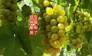 Download Video: 庭院种植的黄金钟葡萄熟了，也叫清香玉，徐州和淮北地区的老品种