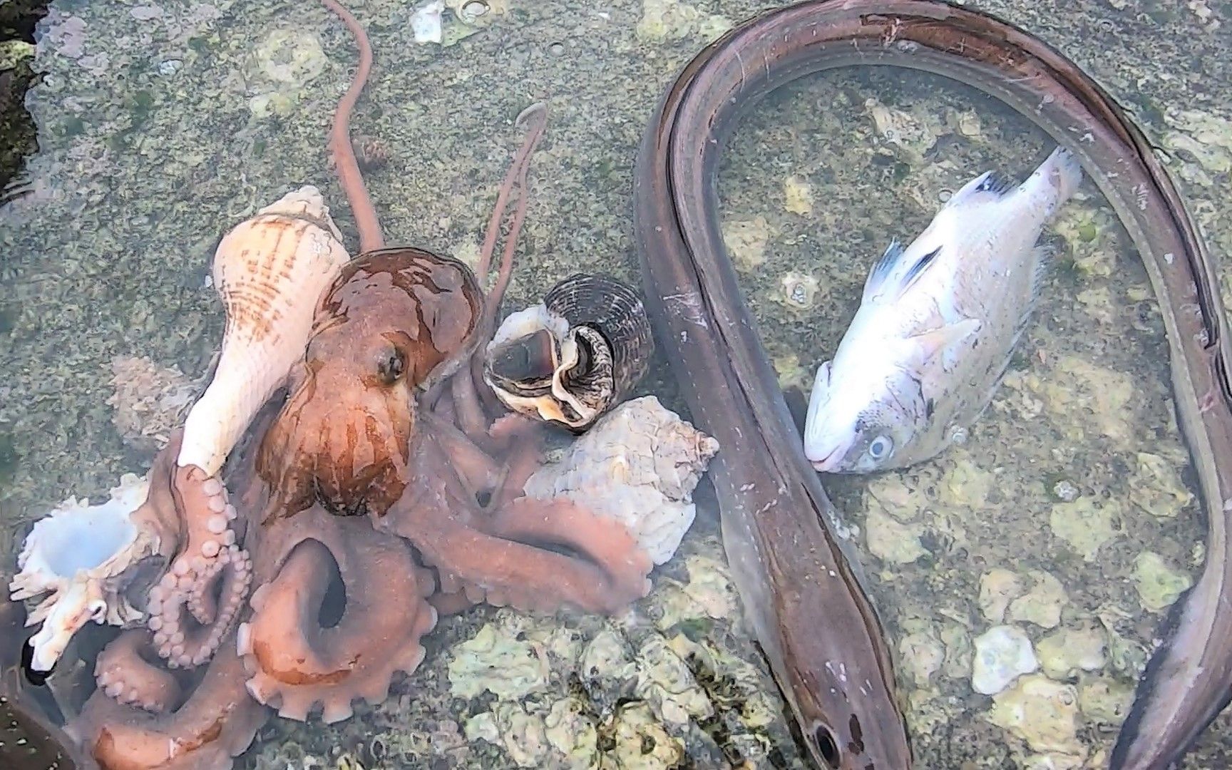 大海浪卷上来各种海鲜,来叔凭经验抓到长脚好货,白捡猛货真不错哔哩哔哩bilibili