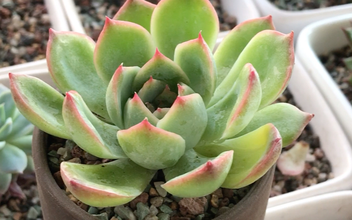 多肉植物 粉色水晶 echeveria pink crystal 月影系多肉 韩国园艺品种