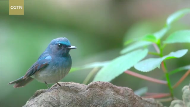 【自然环境】CGTN Nature/中英双语字幕/英语听力/哔哩哔哩bilibili