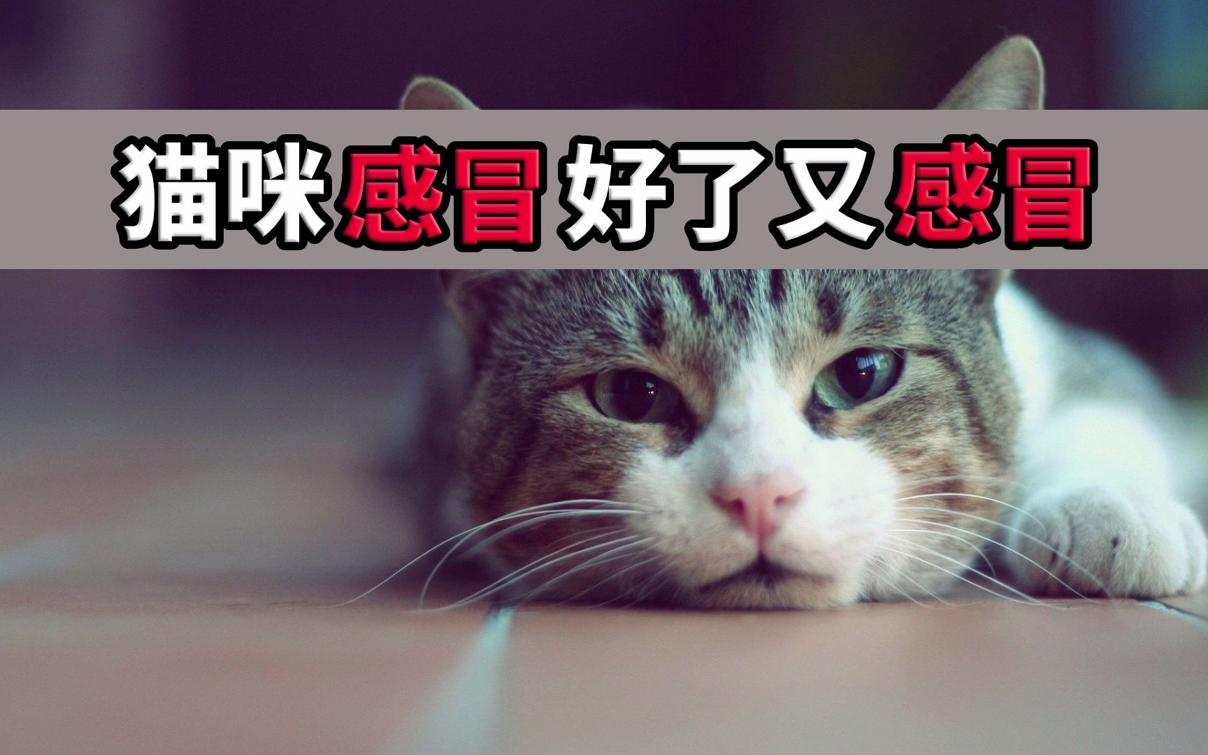 猫咪感冒好了又感冒