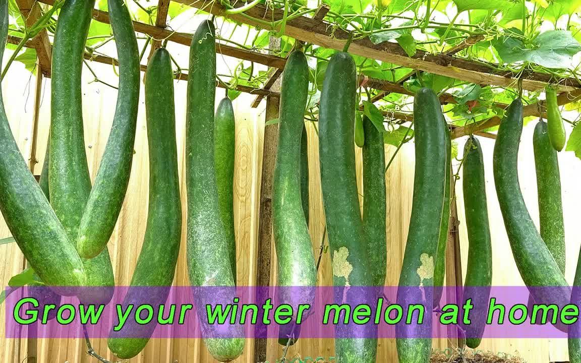 howtogrowhangingwintermelonwithmanyfruitstipsforusingricehusks