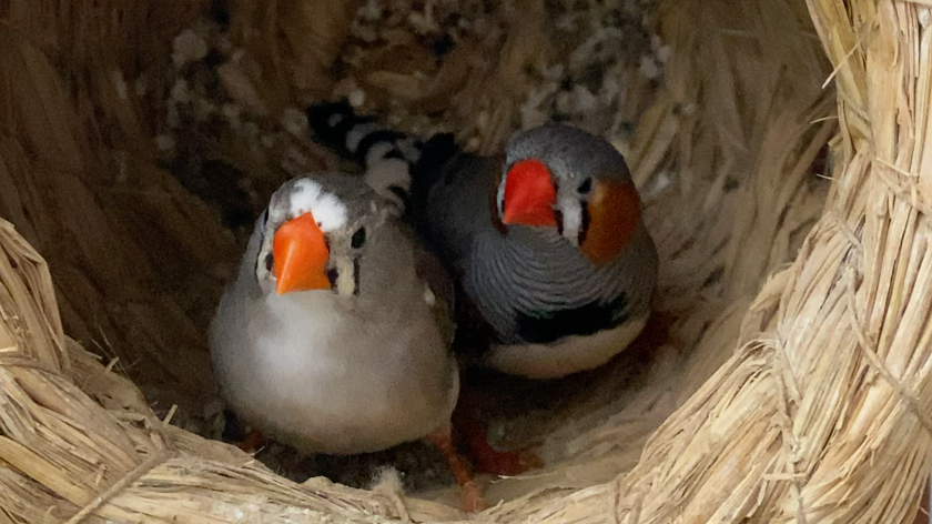 珍珠鸟成长日记之新婚夫妇