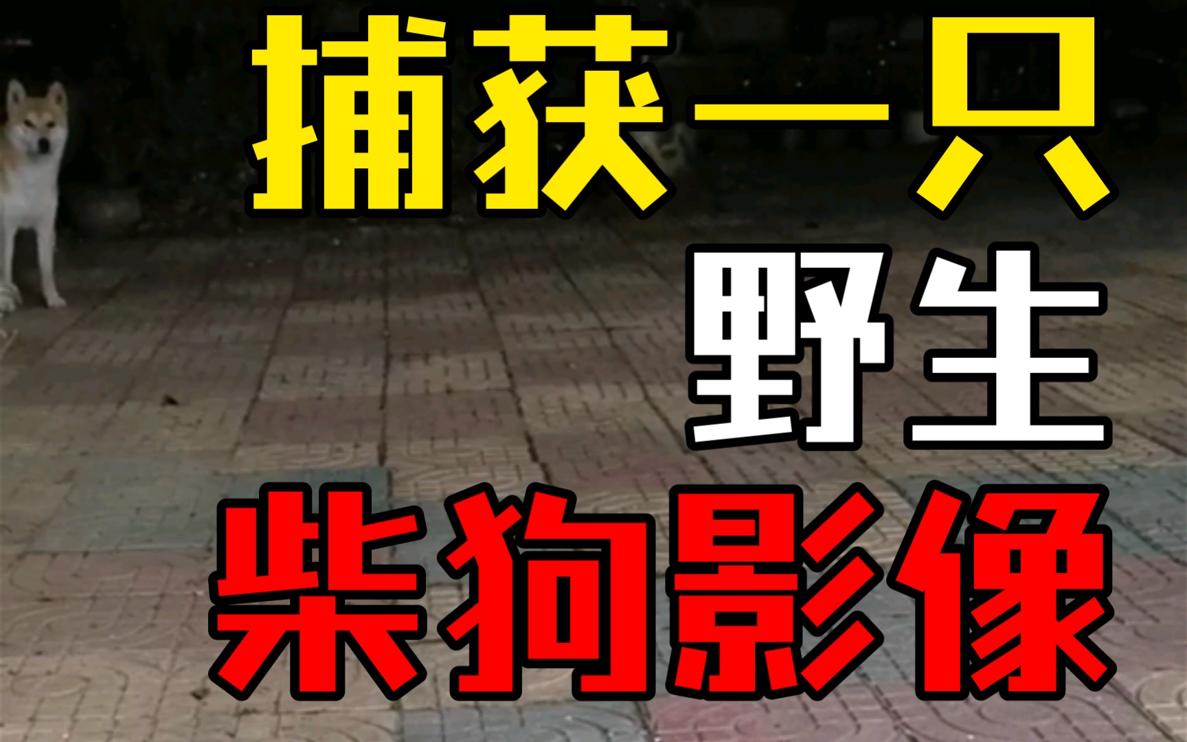 捕获一只野生柴狗影像哔哩哔哩bilibili