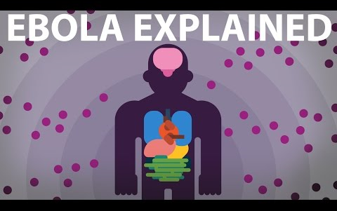 【简而言之】埃博拉病毒讲解你的身体如何为生存而战哔哩哔哩bilibili
