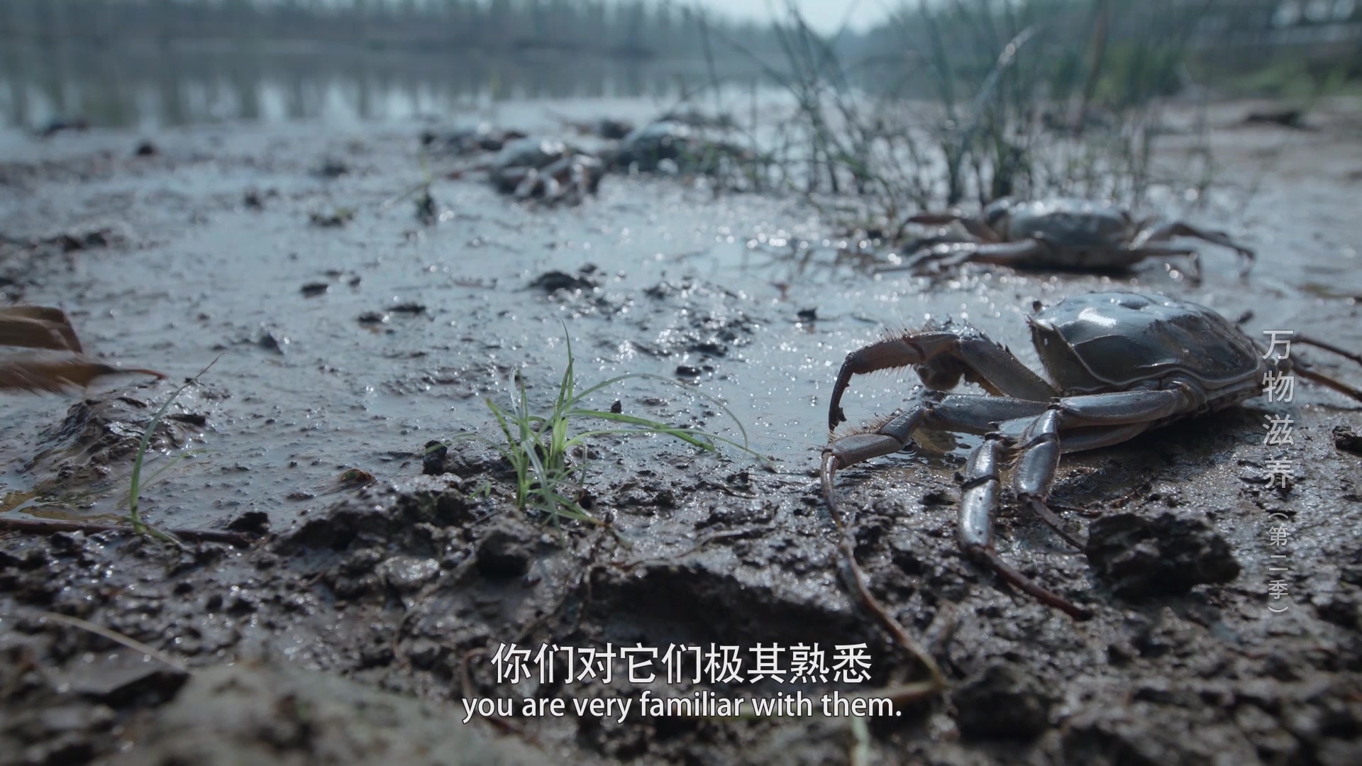 万物滋养第二季江湖篇4原来大闸蟹是这么诞生的这也太神奇了吧纪录片