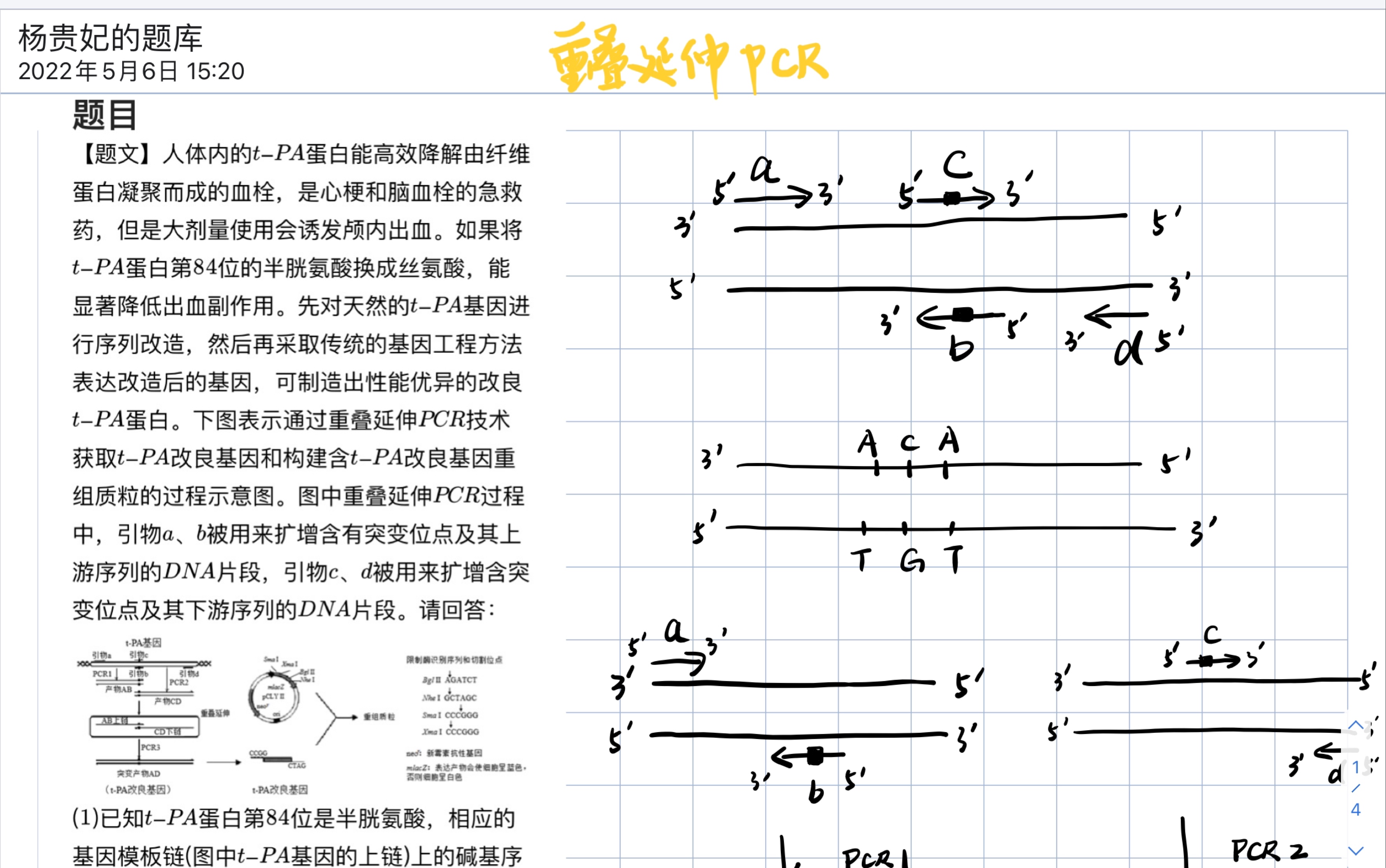 重叠延伸pcr原理图解图片