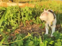 Скачать видео: 傍晚时分放毛孩子下车玩玩