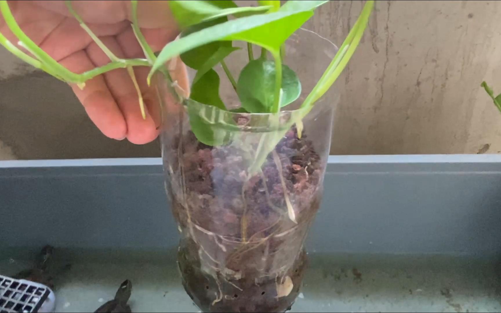 塑料瓶火山石绿萝种植,周转箱里营养丰富根扎的很深