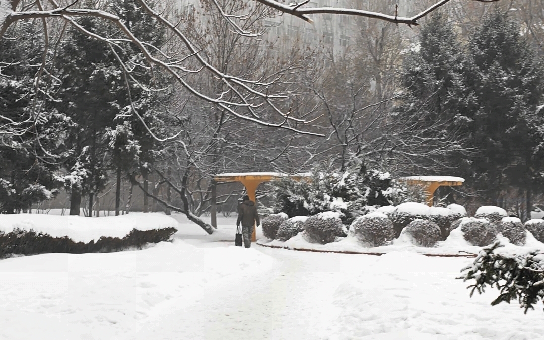 哈尔滨又下雪喽