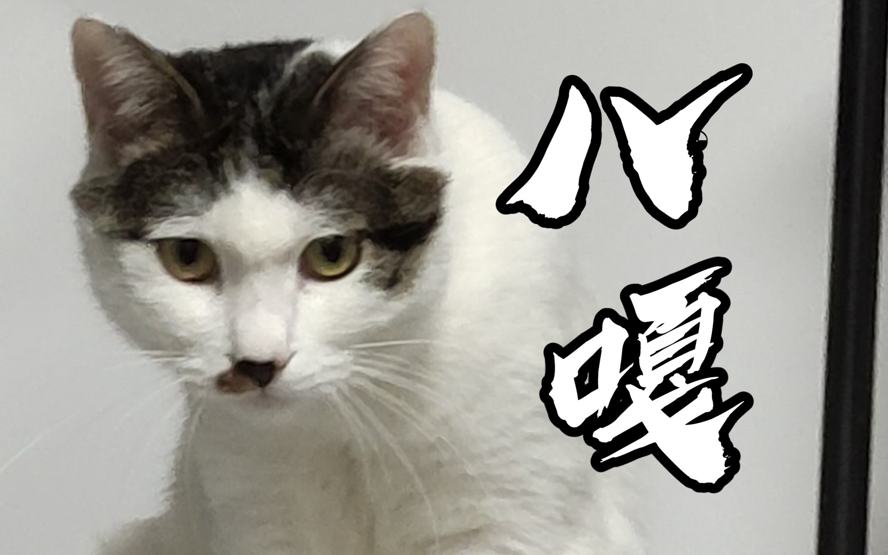 7315帅气八嘎猫7315