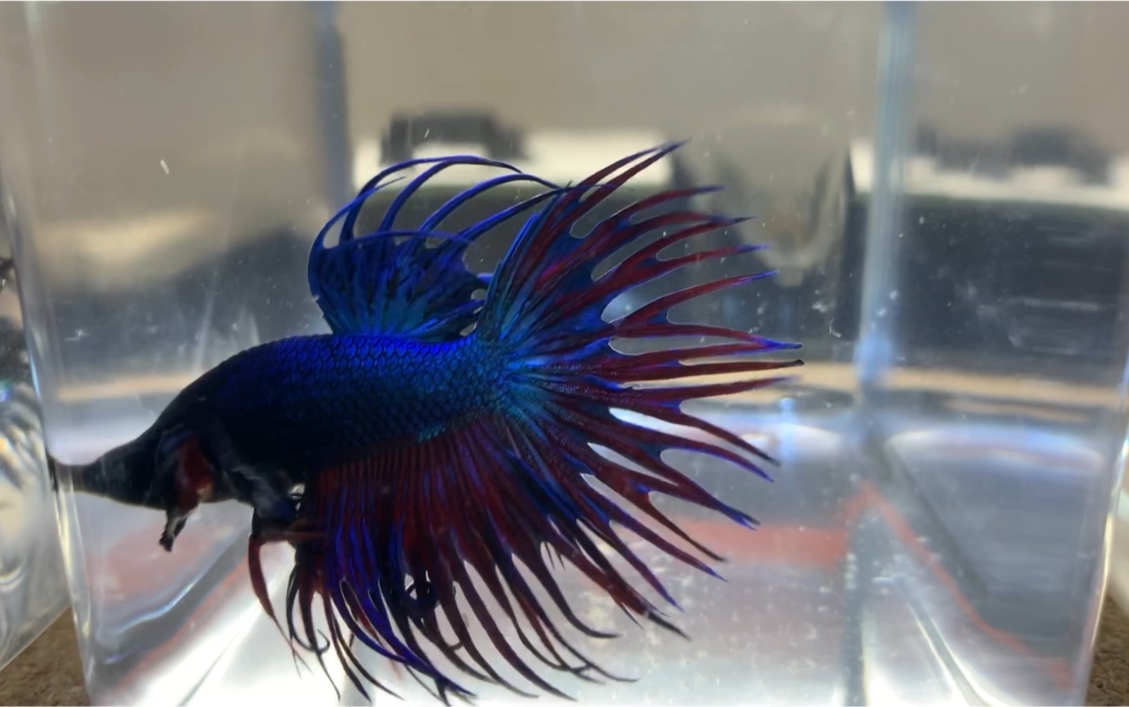 新进一批泰国狮王斗鱼