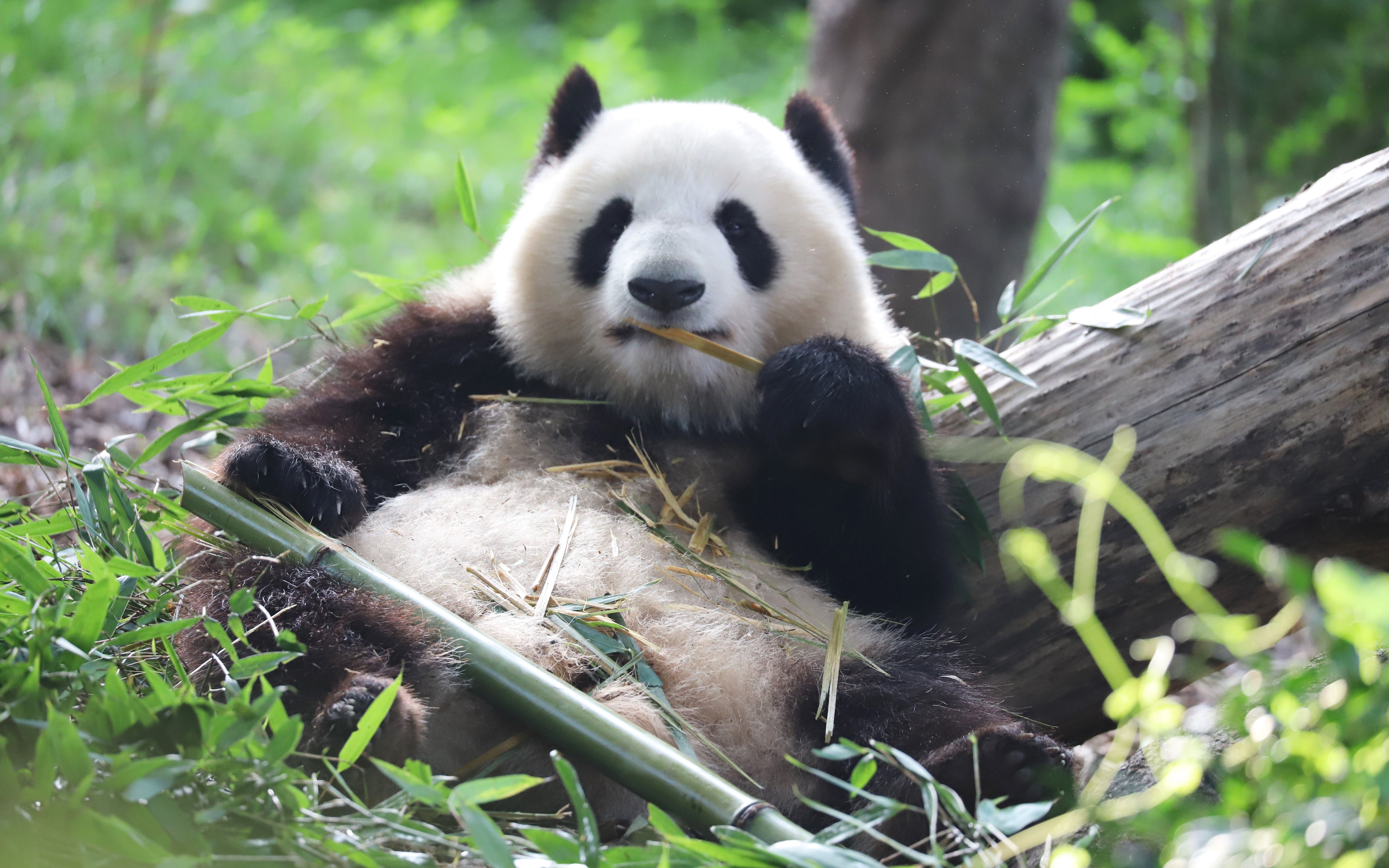 大熊猫成浪:大脸ber浪花花,手脚并用啃大竹竿