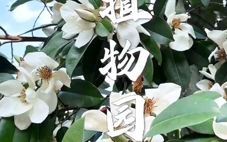 今天来抚州植物园了!里面种类很多!哔哩哔哩bilibili