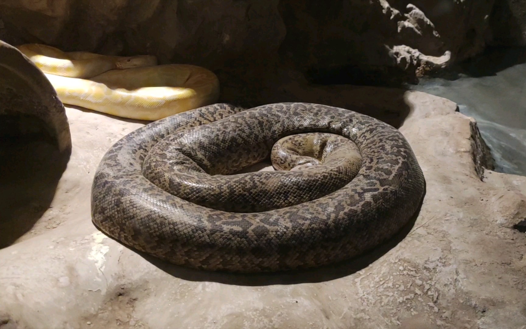 026-两栖动物馆(4)-蛇蟒蚺,不喜勿入,谢谢.