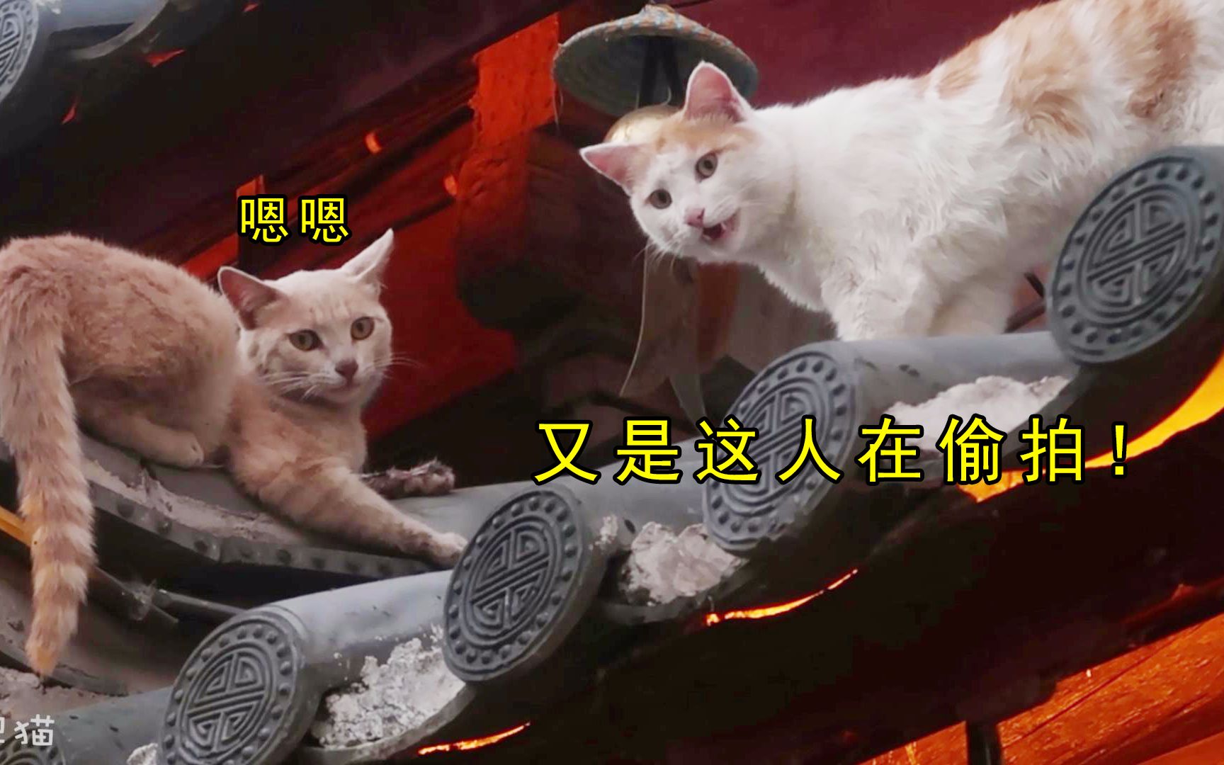 丽江古城的猫和狗都好有个性哔哩哔哩bilibili