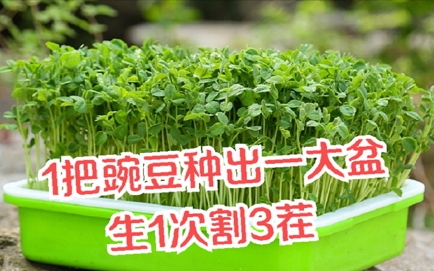 在家也能种豌豆:1把豌豆种出一大盆,生1次割3茬,十天可吃哔哩哔哩bilibili