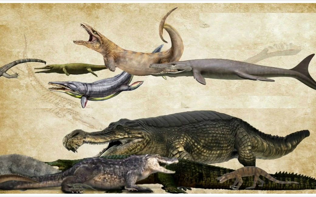 最全,105种史前鳄类和25种现代鳄类,与湾鳄体型及数据对比