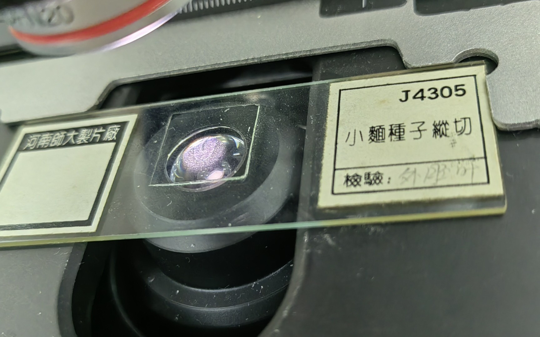 显微镜下观察——小麦种子纵切