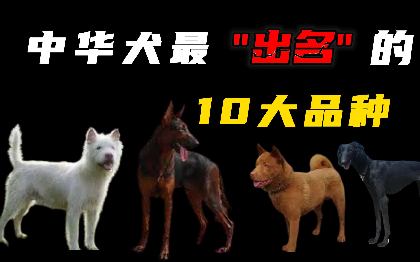 中华田园犬最出名的10大品种,你知道国产 “比特”有多凶猛吗?哔哩哔哩bilibili