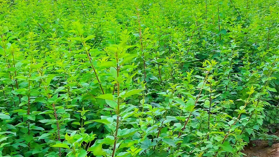 连翘苗 种植连翘好几年了,只开花不结果是什么原因