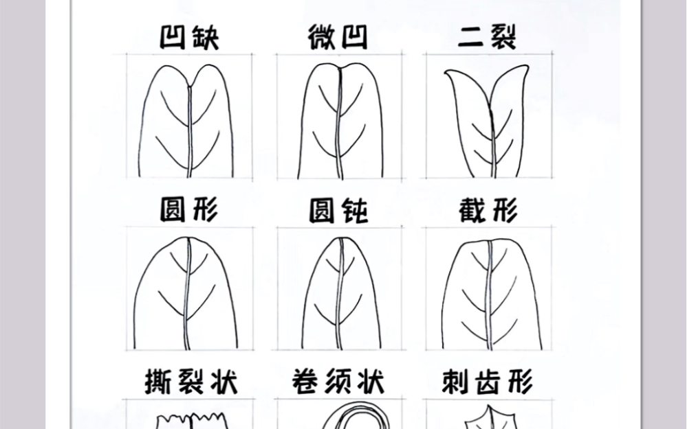 不会画叶子,一个视频带你了解叶子外形结构,写生创作再也不怕哔哩哔哩bilibili