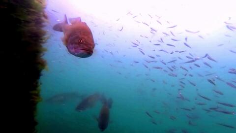 琵琶湖岸钓 巨大鱼 哔哩哔哩