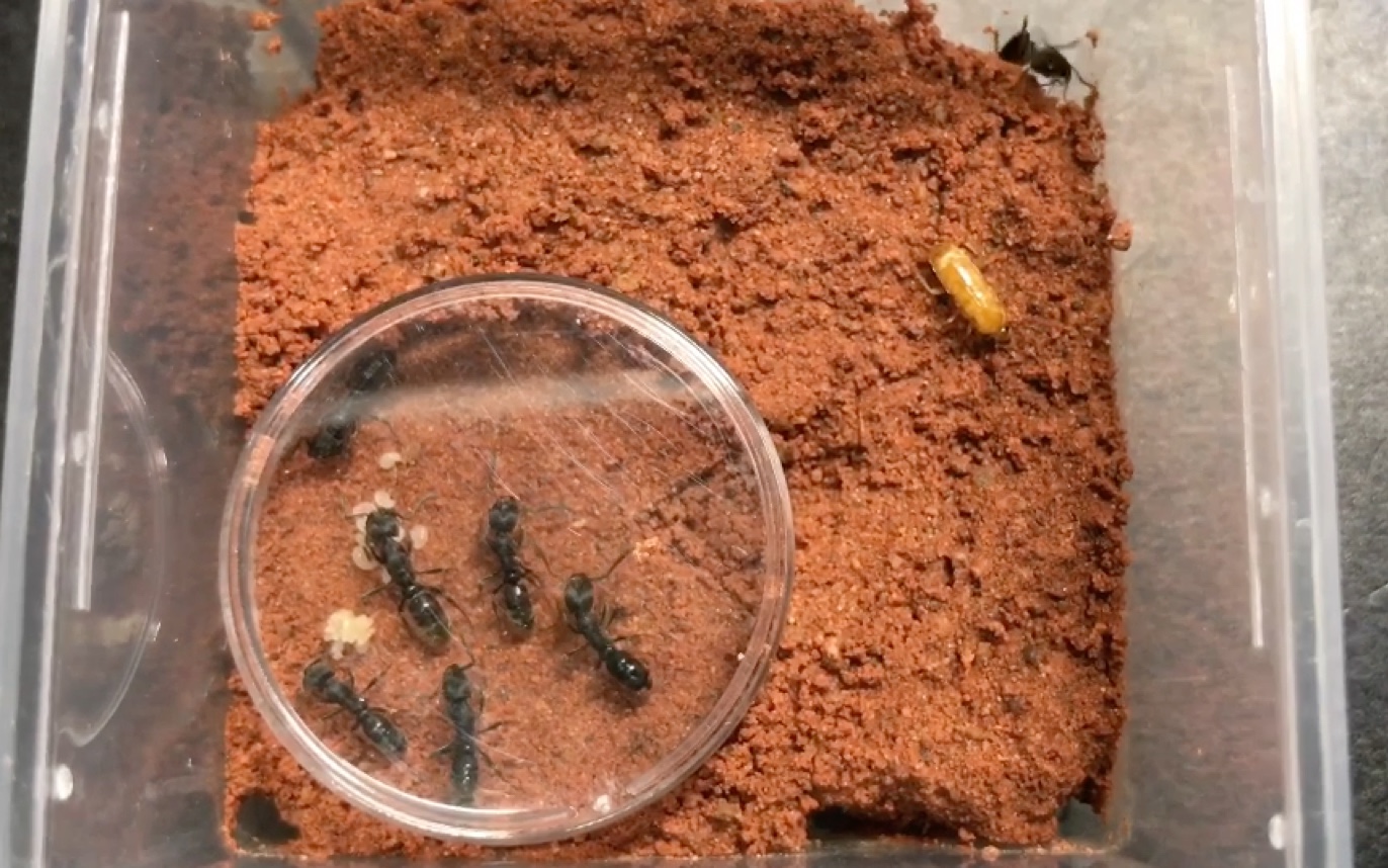 敏捷扁头猛蚁猛蚁也会地道战