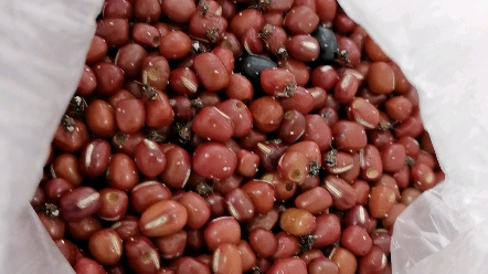 红豆煮熟有白虫图片图片