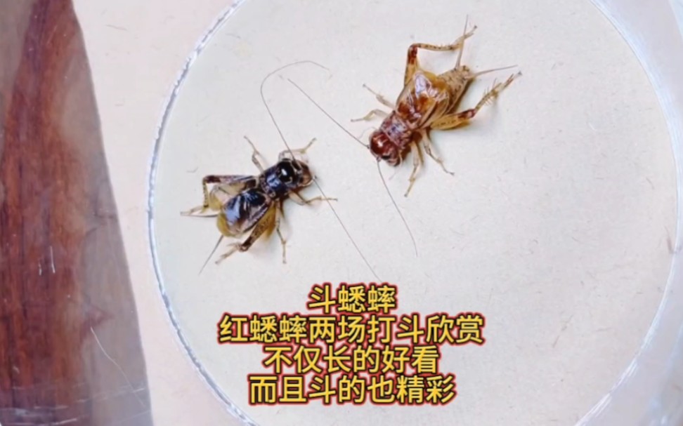 斗蟋蟀,红蟋蟀两场打斗欣赏,不仅长的好看,而且斗的精彩