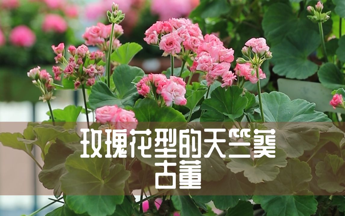 【惠惠的花园】玫瑰花型的天竺葵“古董” 花型精致可爱,喜欢光照好的环境,属于勤花又耐热的品种哔哩哔哩bilibili