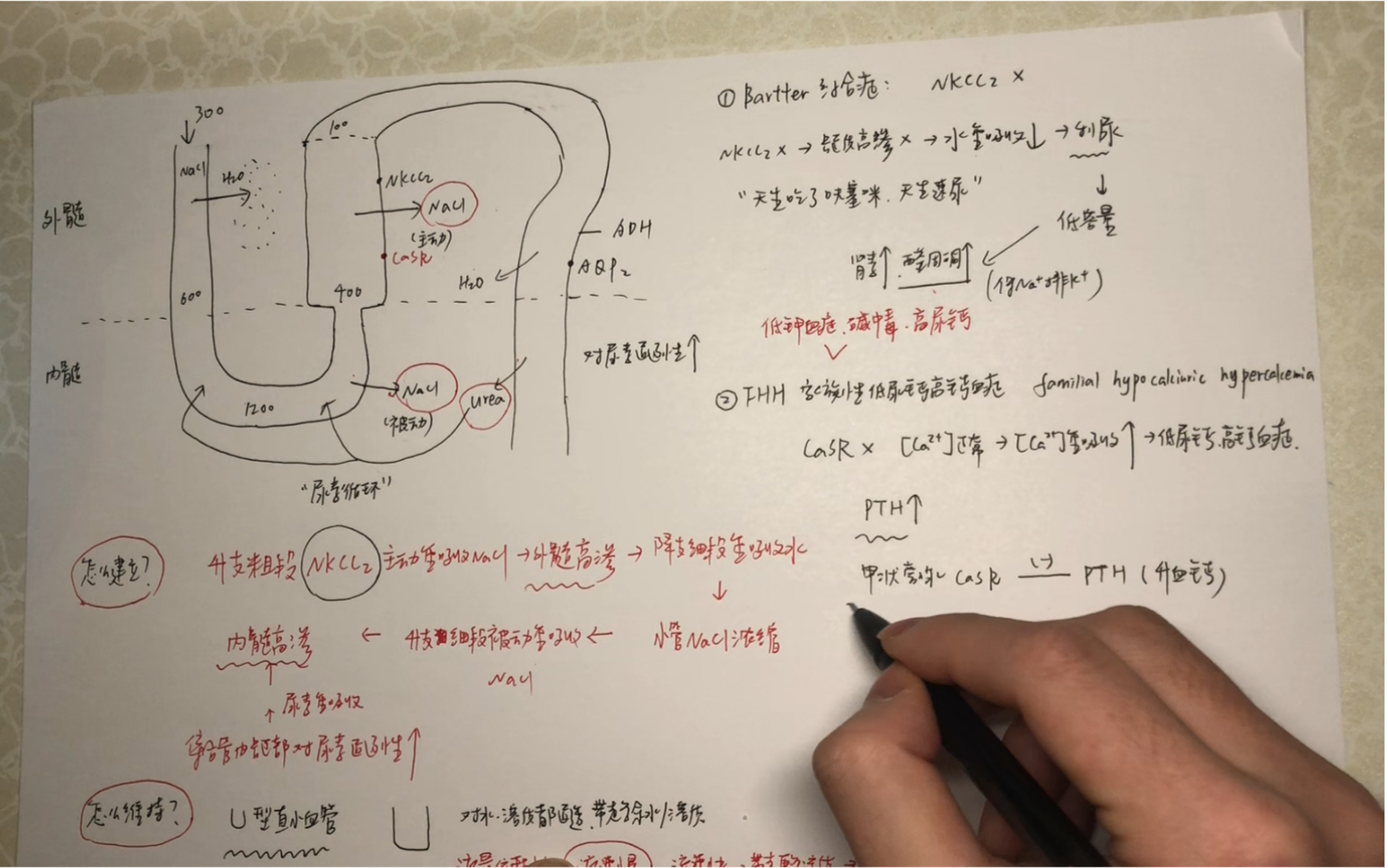 【局部转运之髓袢】医学生的生理学习分享 干货超多!Bartter syndrome?FHH?哔哩哔哩bilibili