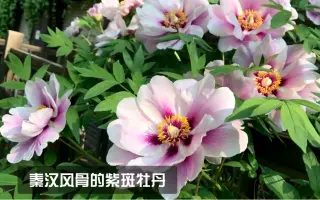 紫斑牡丹 搜索结果 哔哩哔哩 Bilibili