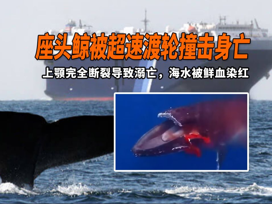 座头鲸被超速船撞击身亡：上颚完全断裂导致溺亡，海水被鲜血染红
